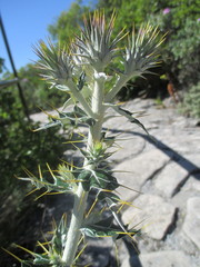 Ptilostemon hispanicus