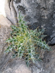 Ptilostemon hispanicus