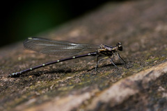 Caledopteryx maculata