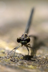 Caledopteryx maculata