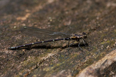 Caledopteryx maculata