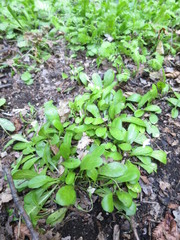 Mazus novaezeelandiae impolitus