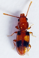 Laemophloeidae