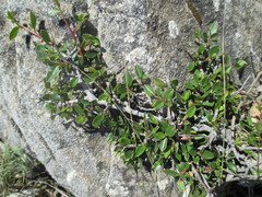 Rhamnus myrtifolia