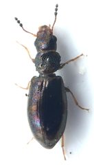 Salpingidae