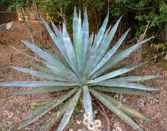 Agave tequilana