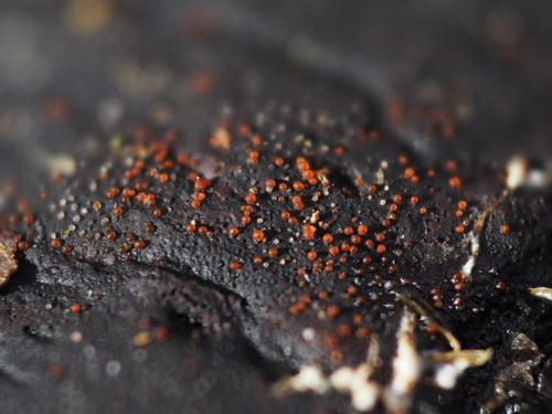 Aufsitzender Pustelpilz