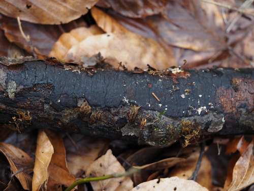 Narbiges Eckenscheibchen