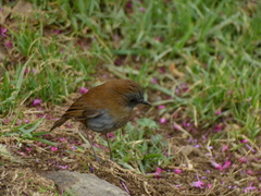 Catharus gracilirostris