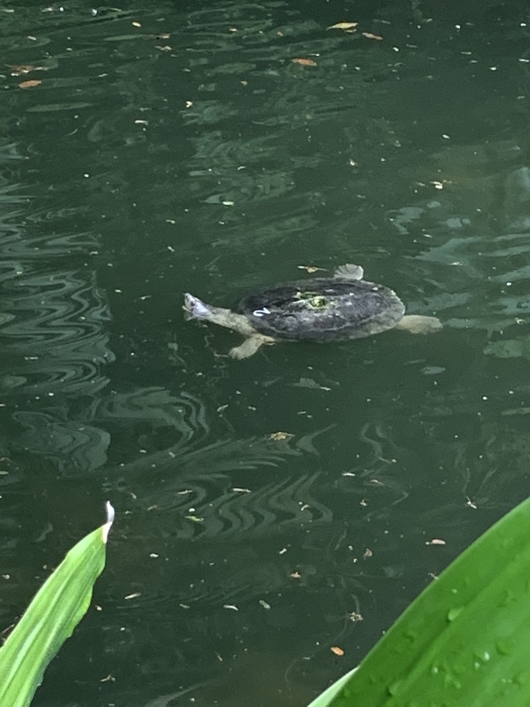 Burmese Roofed Turtle
