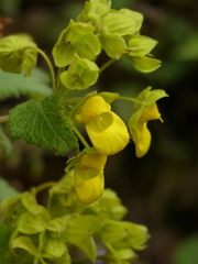 Calceolaria perfoliata