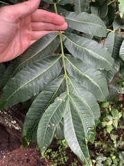 Flindersia schottiana