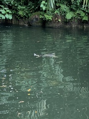 Burmese Roofed Turtle photo 2