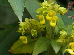 Calceolaria perfoliata