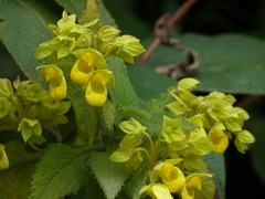 Calceolaria perfoliata