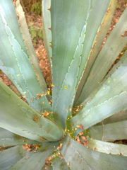 Agave tequilana