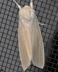 Acronicta insularis