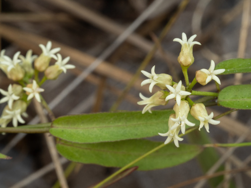 Blodgett's Swallow-wort (Metastelma blodgettii)