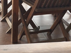 Campylorhynchus yucatanicus