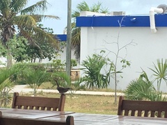 Campylorhynchus yucatanicus