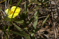Aspalathus alpestris