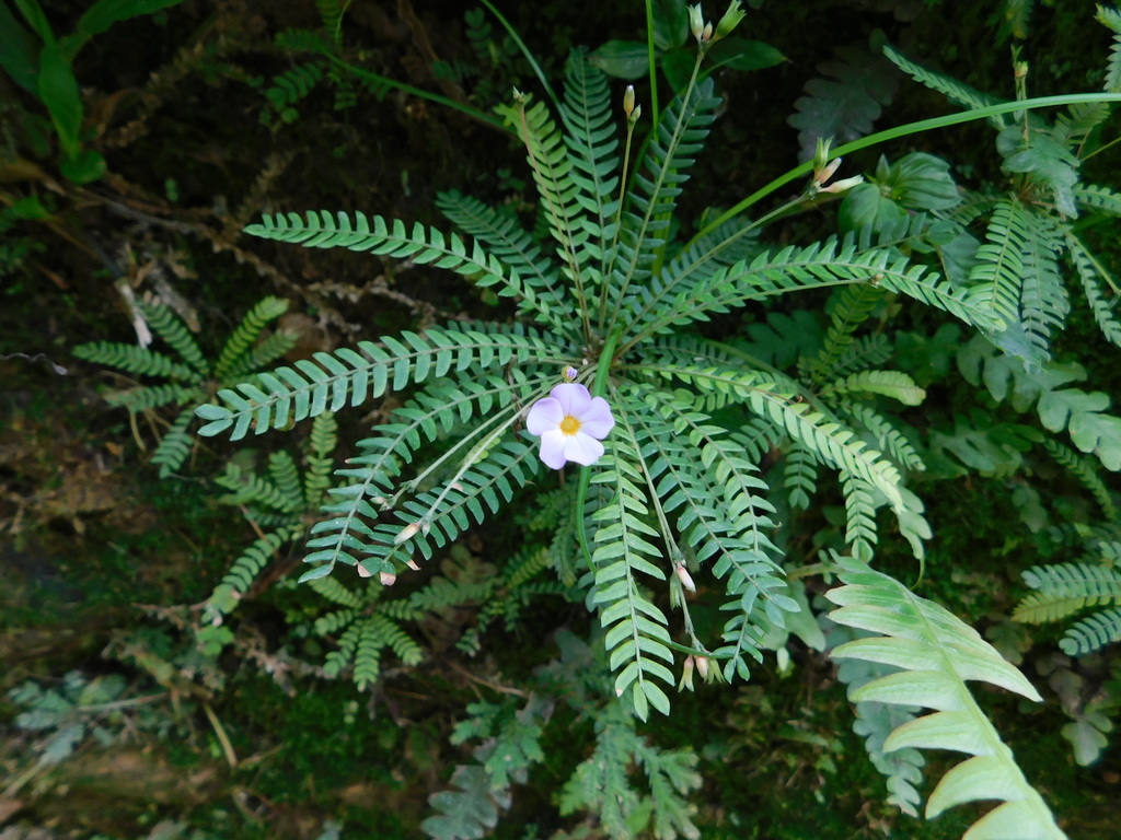 Biophytum santanderense