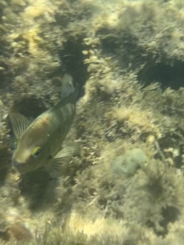 Stegastes fuscus