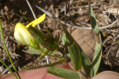 Aspalathus alpestris
