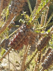 Melaleuca transversa