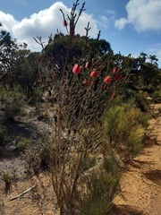 Melaleuca transversa
