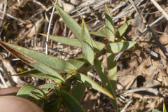 Aspalathus alpestris