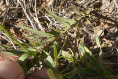 Aspalathus alpestris