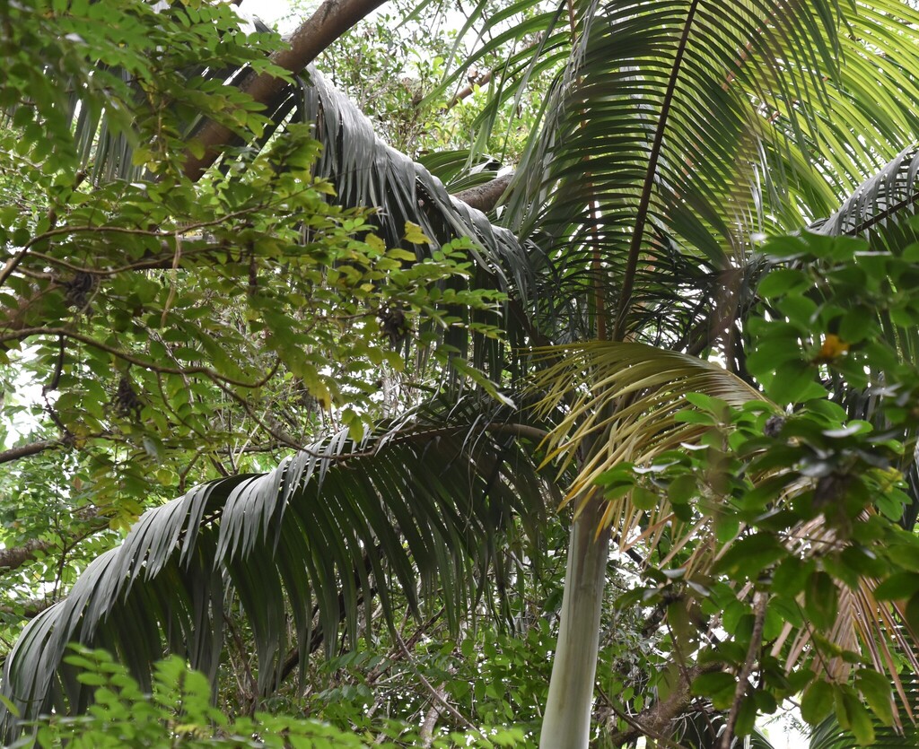 Cau bụi – Archontophoenix alexandrae
