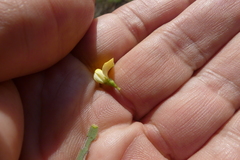 Aspalathus alpestris