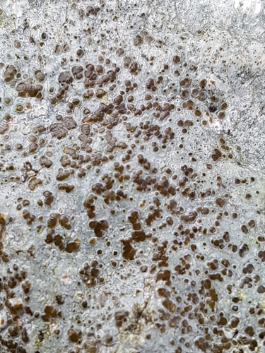 Lecanora campestris