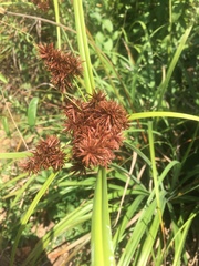 Cyperus planifolius