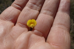 Aspalathus alpestris