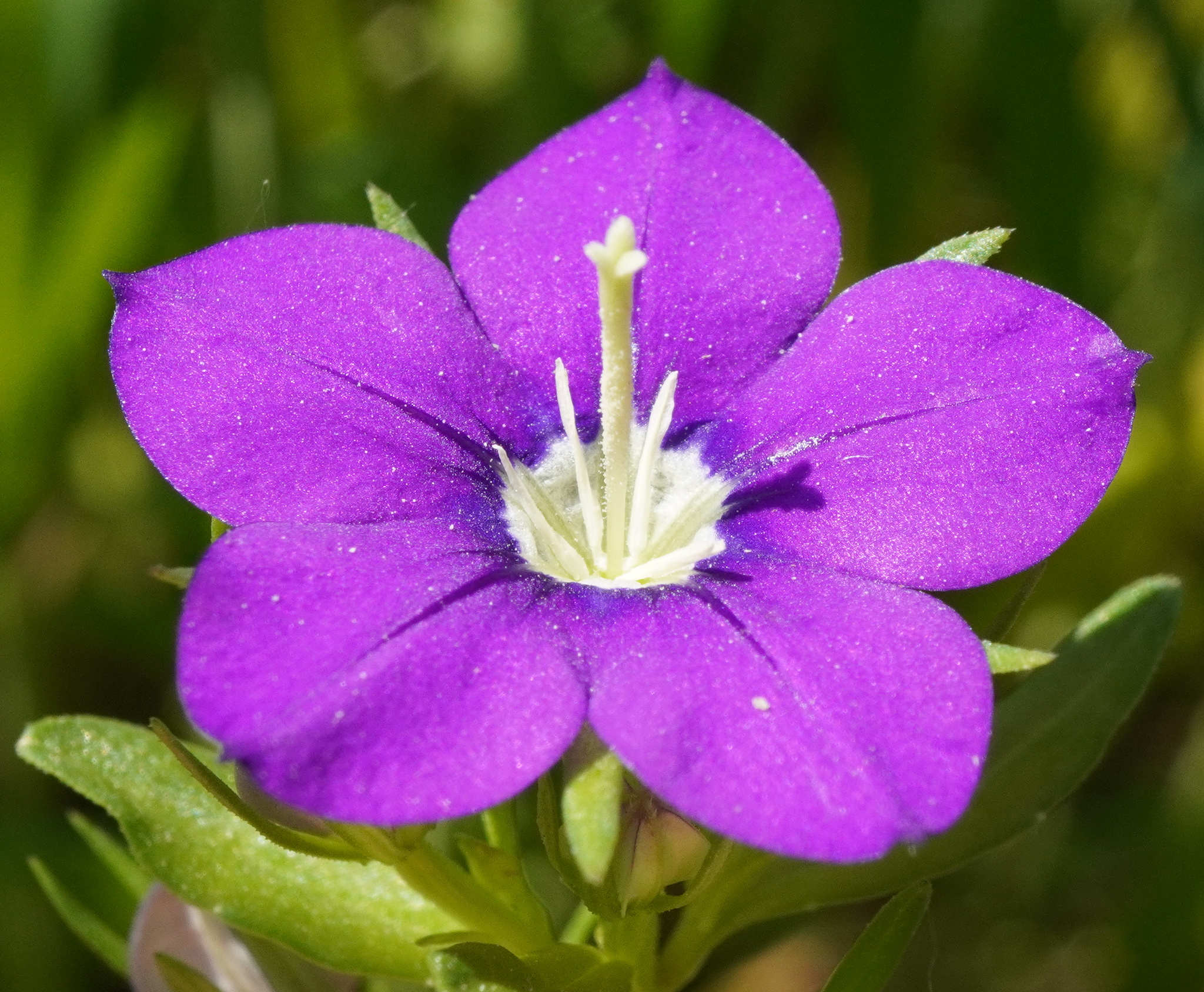 Legousia speculum-veneris