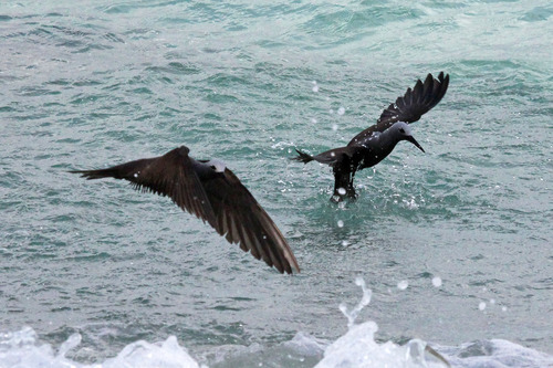 iNaturalist image