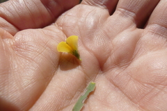 Aspalathus alpestris