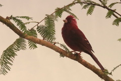 Carpodacus formosanus