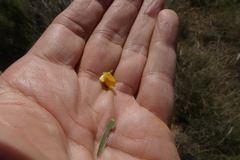 Aspalathus alpestris