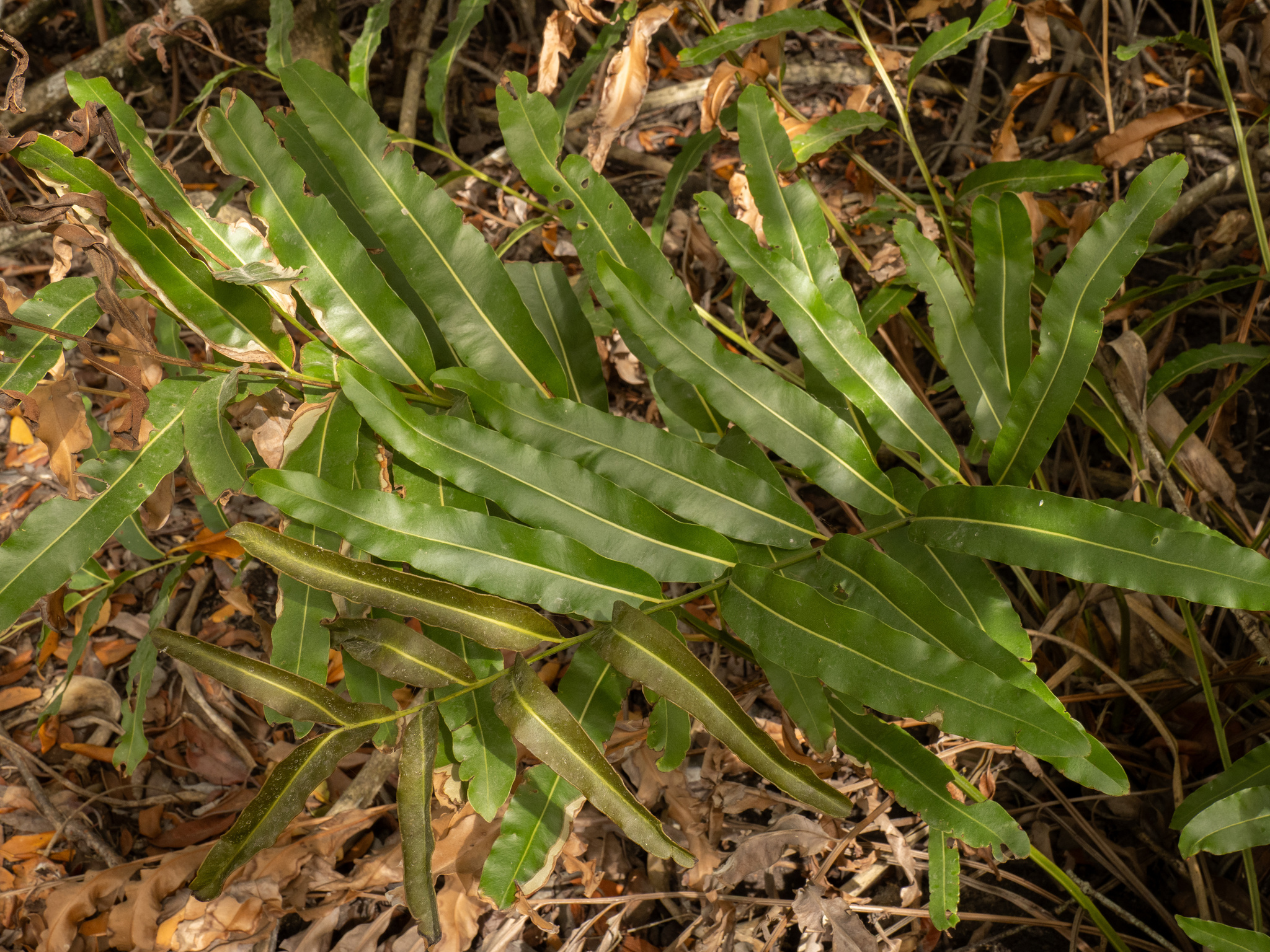 Golden Leatherfern (Acrostichum aureum)