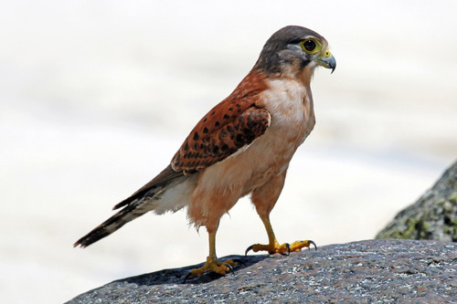 iNaturalist image