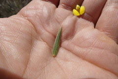 Aspalathus alpestris
