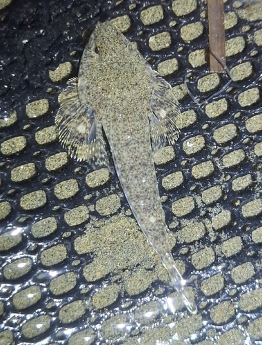 Australian darter dragonet (Callionymus macdonaldi) — Callionymidae