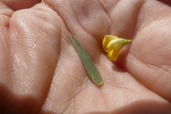 Aspalathus alpestris
