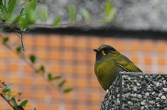 Liocichla steerii