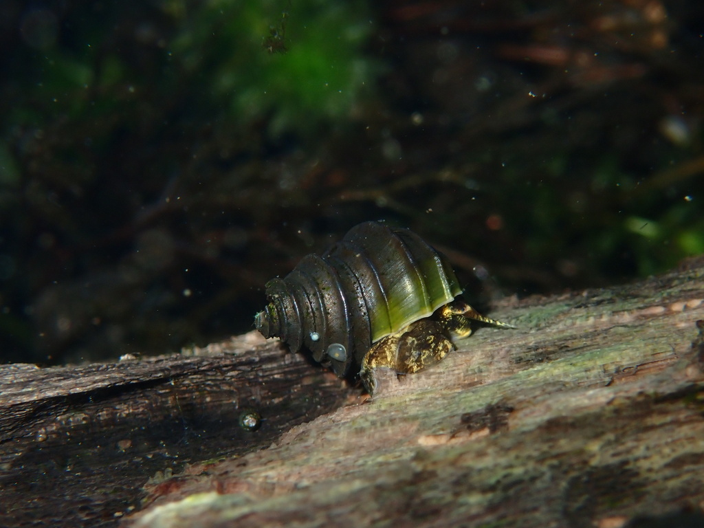 Crested Mudalia