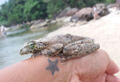 Itapotihyla langsdorffii